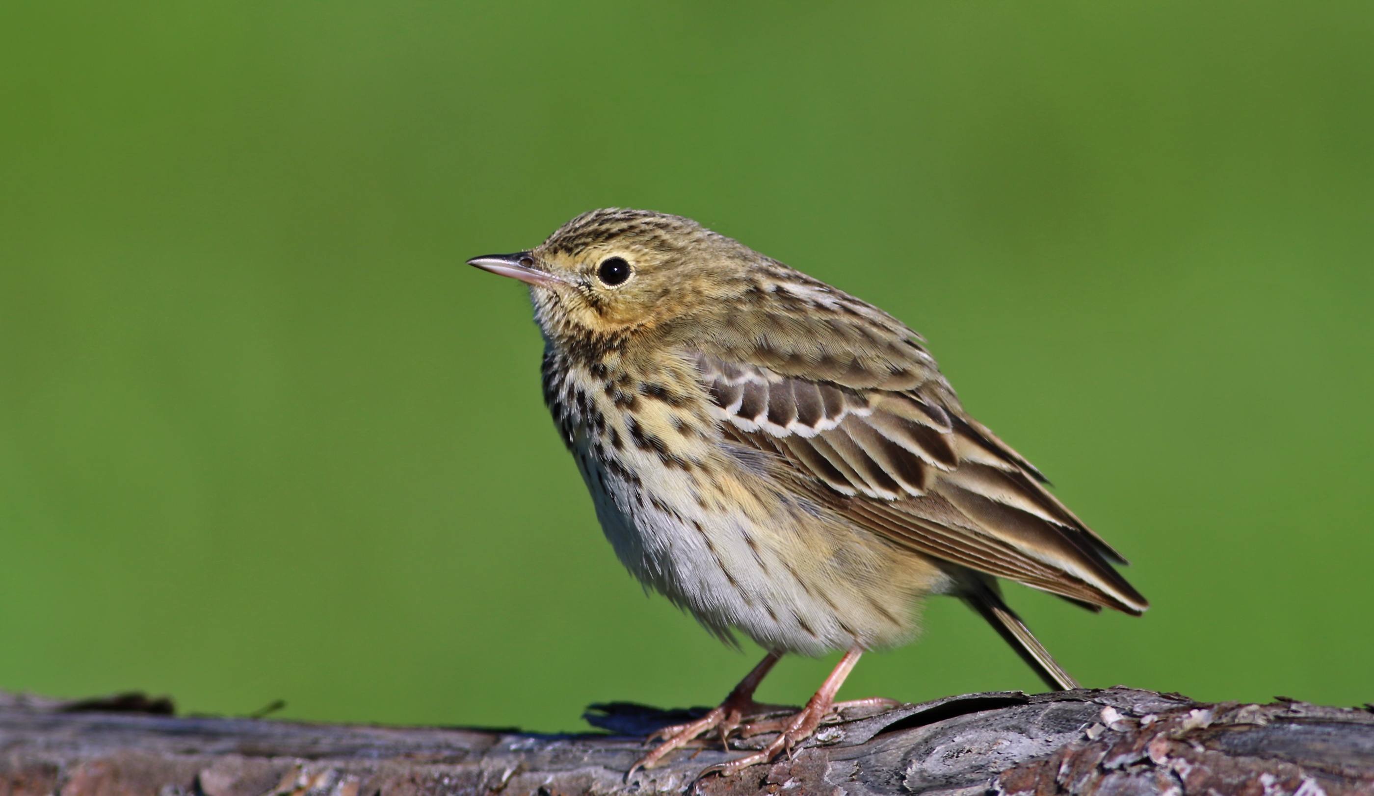 Tree Pipit